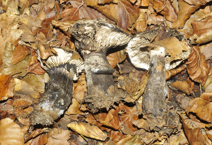 Curiosit� micologica...